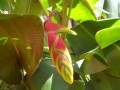 Heliconia Misionera