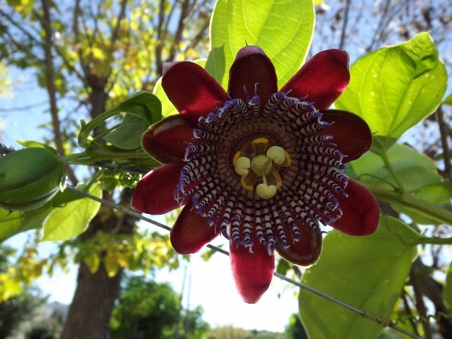 FotoRevista / Convocatoria / La flor de Oscar Robatto Rodriguez