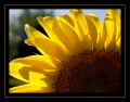 Girasol