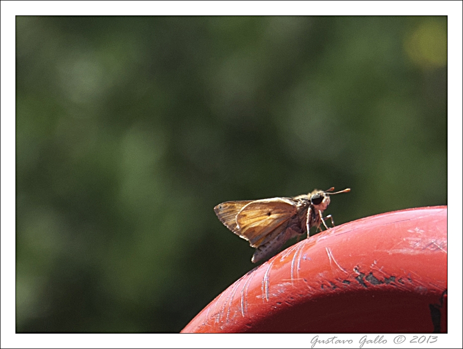 FotoRevista / Convocatoria / Butterfly III de Gustavo Gallo