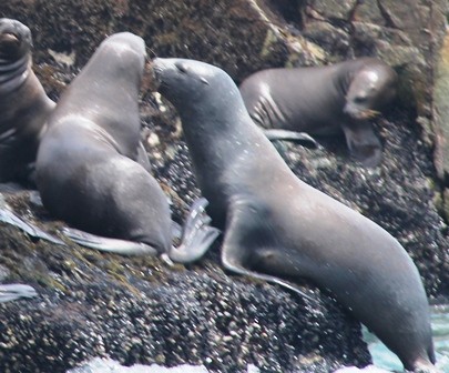 "Focas peruanas de isla Palomino-Per" de Vicente Hinostroza Villegas