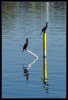 Cormoranes