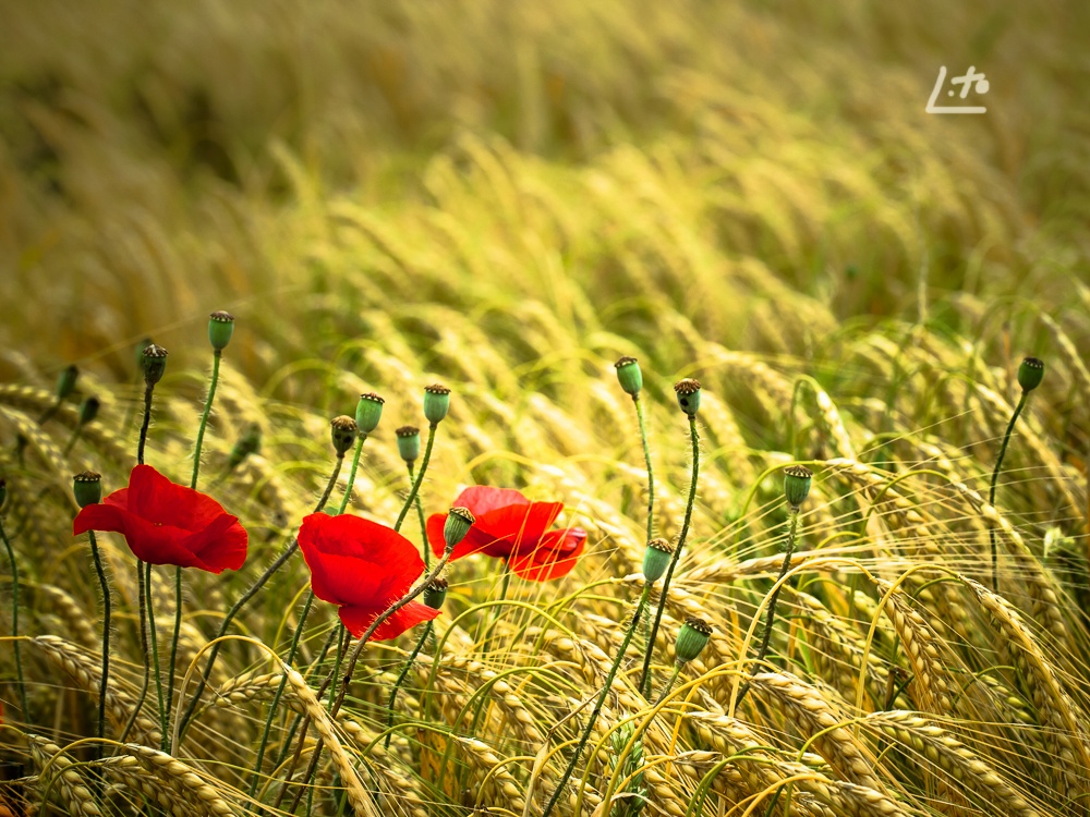 "Amapolas" de Angel Triana