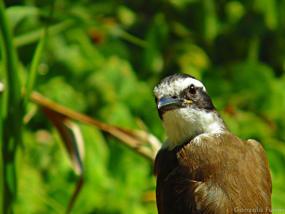 FotoRevista / Convocatoria Mensual / Flora y Fauna