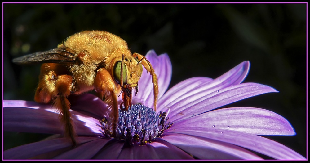 FotoRevista / Convocatoria Mensual / Flora y Fauna