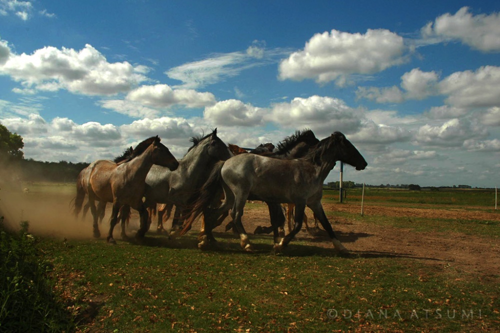 FotoRevista / Convocatoria Mensual / Flora y Fauna