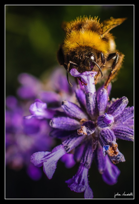 FotoRevista / Convocatoria Mensual / Flora y Fauna