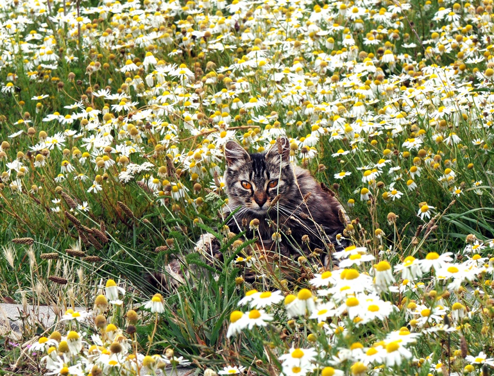 FotoRevista / Convocatoria Mensual / Flora y Fauna