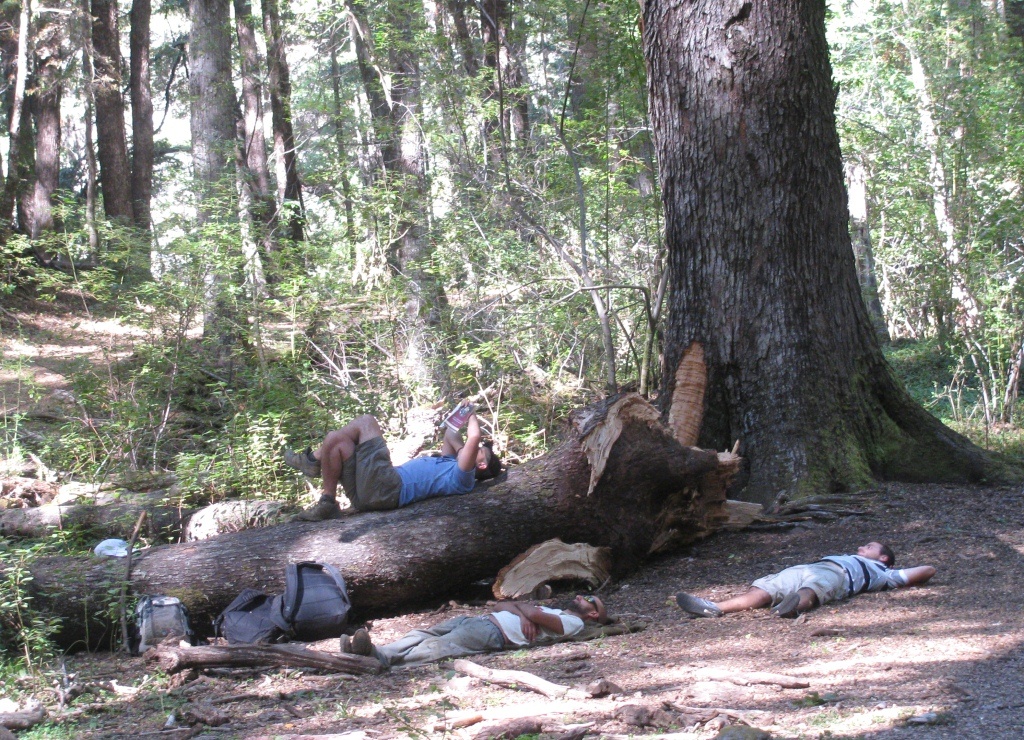 FotoRevista / Convocatoria / Descanso en el bosque de Marisa Olmedo