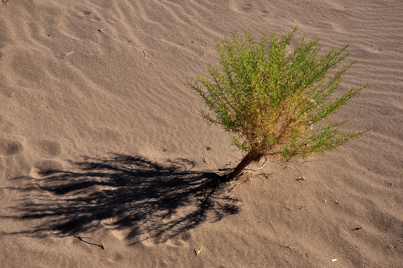 FotoRevista / Convocatoria / El arbol solo de Osvaldo Sergio Gagliardi