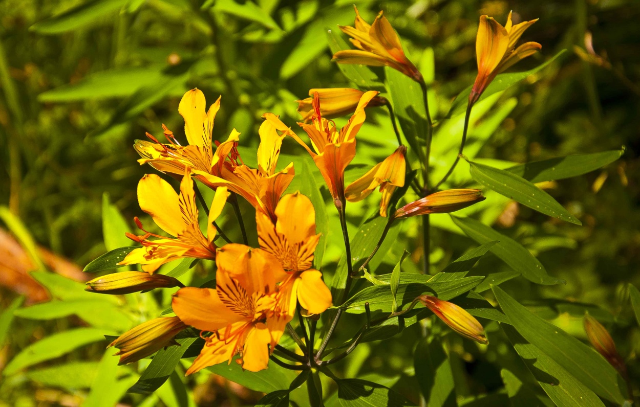 FotoRevista / Convocatoria Mensual / Plantas, flores y rboles