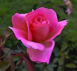 ` UNA ROSA `