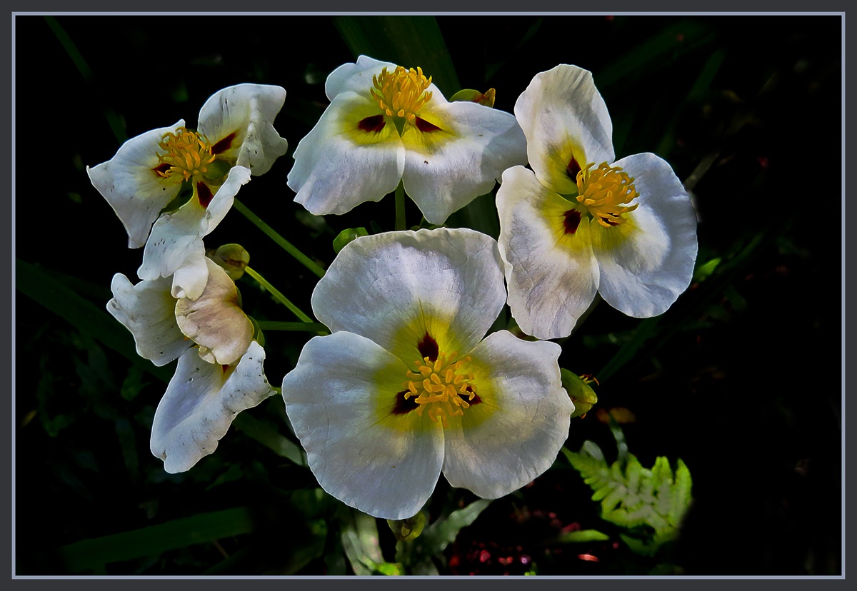 FotoRevista / Convocatoria Mensual / Plantas, flores y rboles