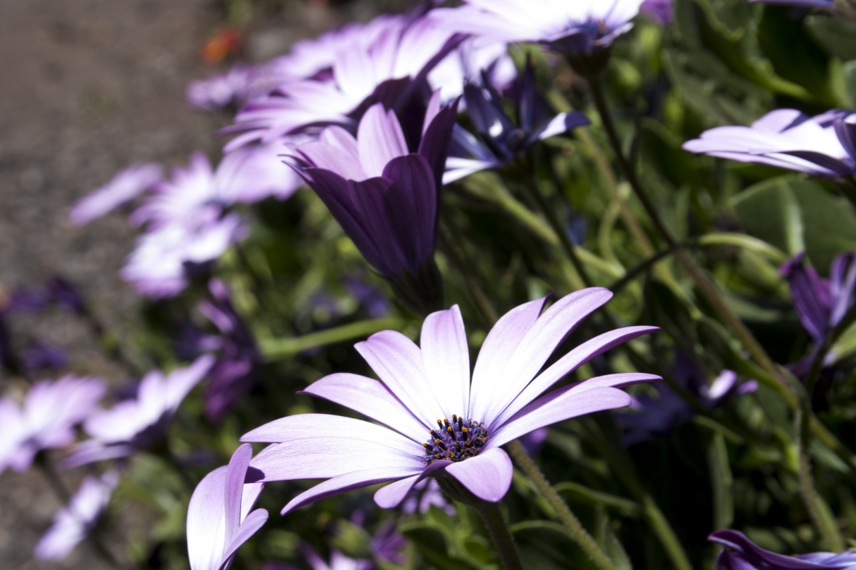 FotoRevista / Convocatoria / Majestuosas Flores De La Vida de Valentina Rios