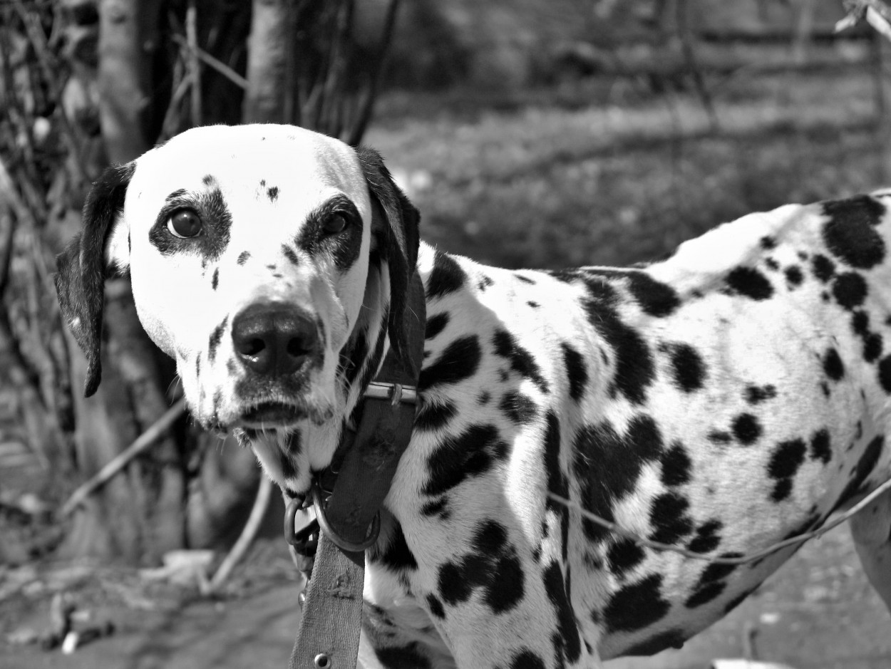 FotoRevista / Convocatoria / Blanco y negro de Luna Raquel