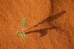 planta en el desierto