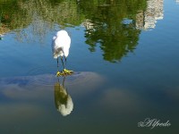 Reflejandose