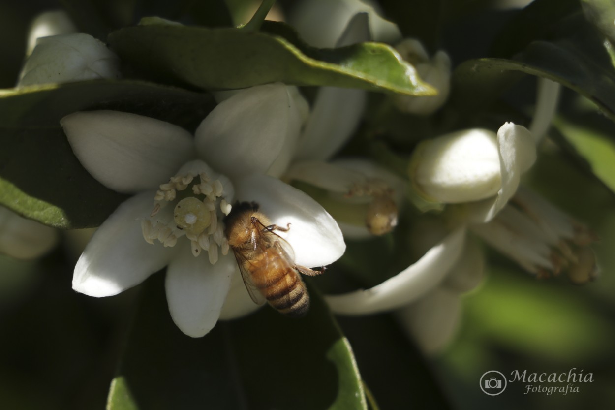 FotoRevista / Convocatoria / `Atraccin de aromas de azahar` de Mara Del Carmen Chiavaro