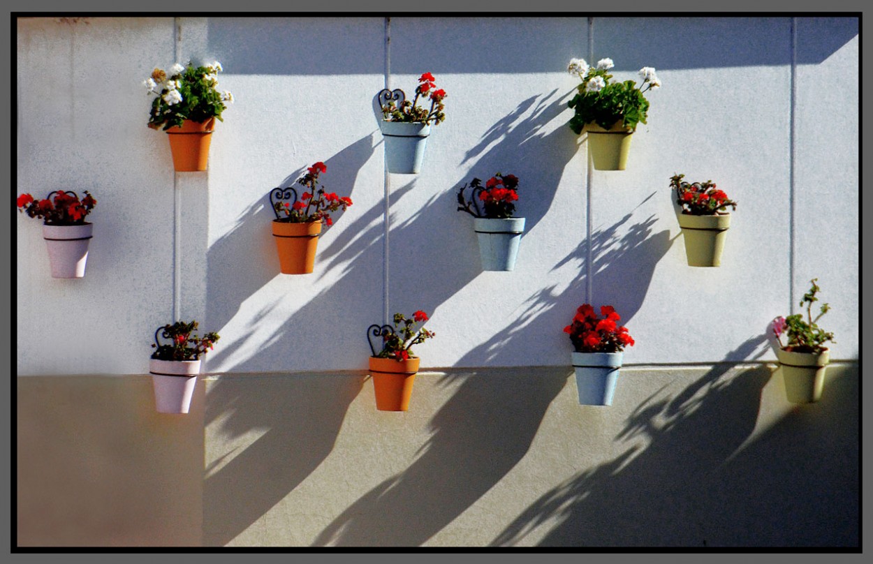 FotoRevista / Convocatoria / Jardin colgante de Jorge Vicente Molinari