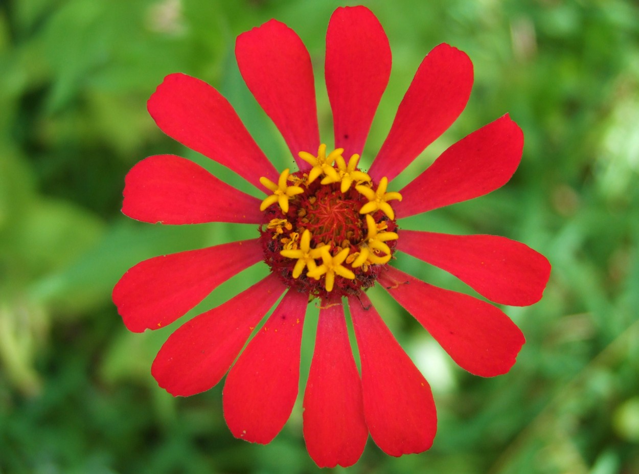 FotoRevista / Convocatoria / Flor escarlata de Julian Diaz Hernandez