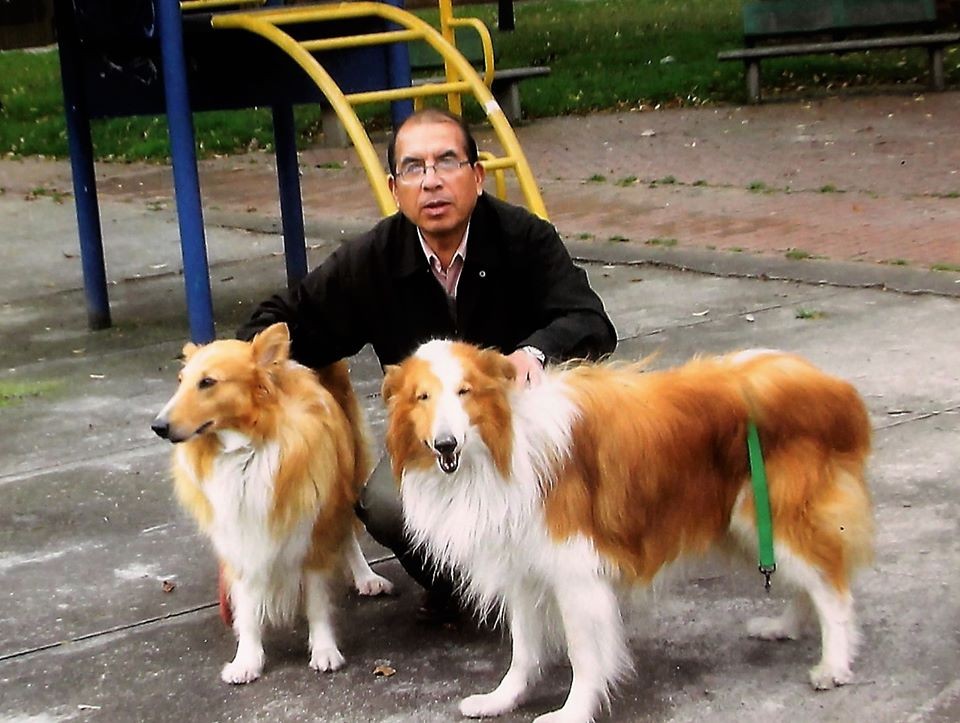 "Perro pastor. Rough Collie." de Vicente Hinostroza Villegas