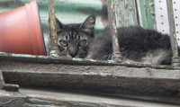 Balconeando...