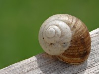 Caracol