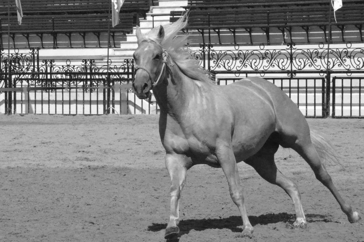 FotoRevista / Convocatoria Mensual / Movimiento