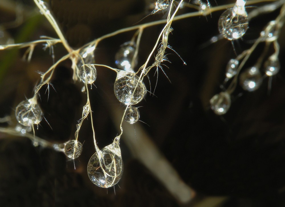 FotoRevista / Convocatoria / agua en gotas de lluvia de Lidia Gonzalez