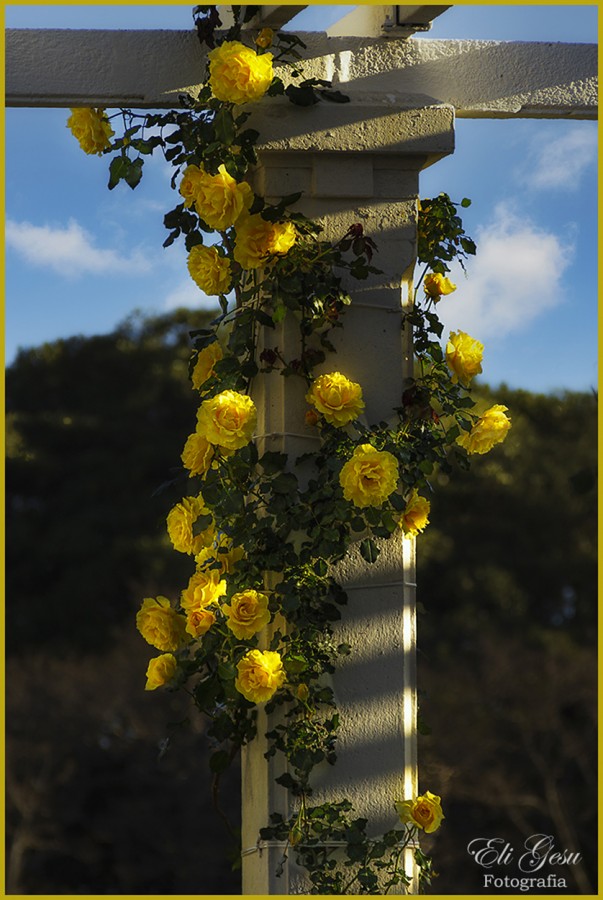 FotoRevista / Convocatoria / Rosas amarillas de Elizabeth Gesualdo