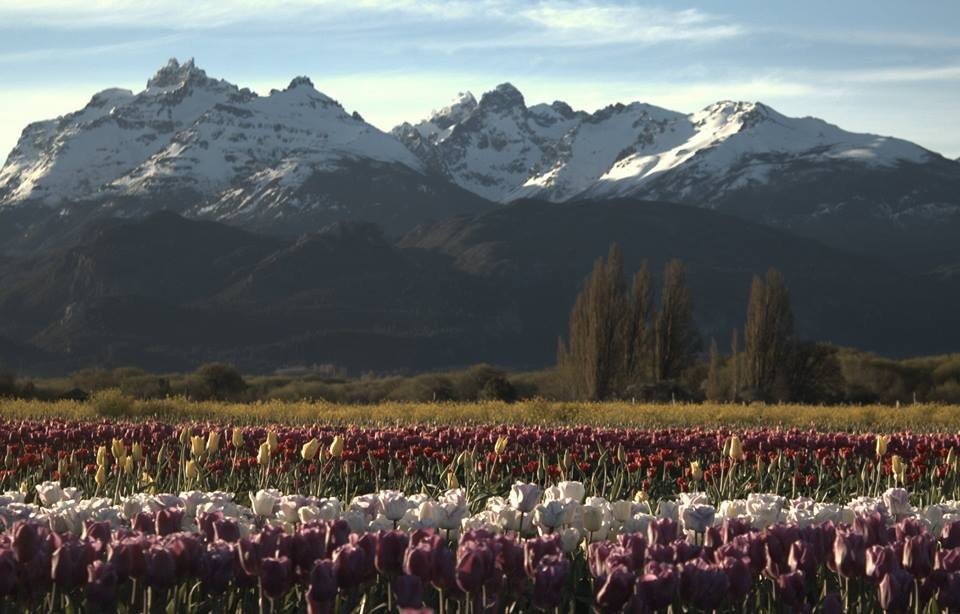 FotoRevista / Convocatoria / Campo de tulipanes de Alejandra Cormick