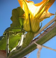 flor amarilla zapallo