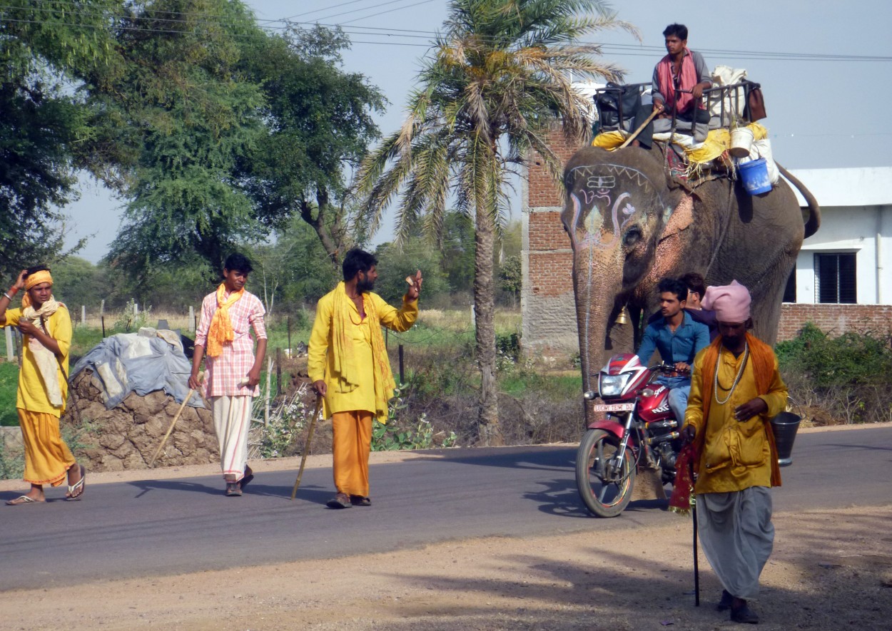 "Paseando al elefante..." de Sergio Lifischitz