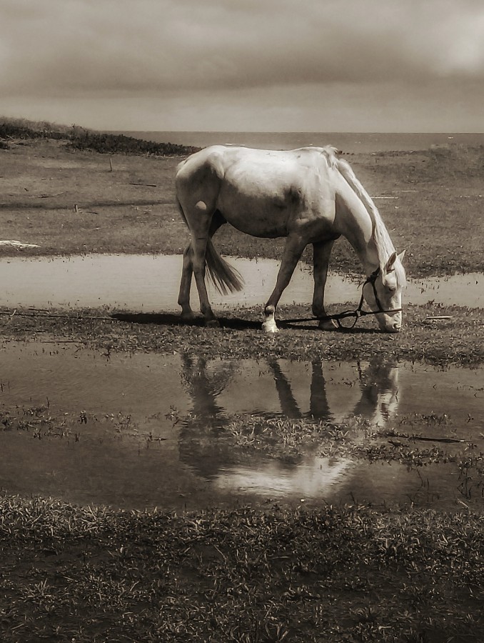 FotoRevista / Convocatoria / Tomando agua de Roberto Guillermo Hagemann