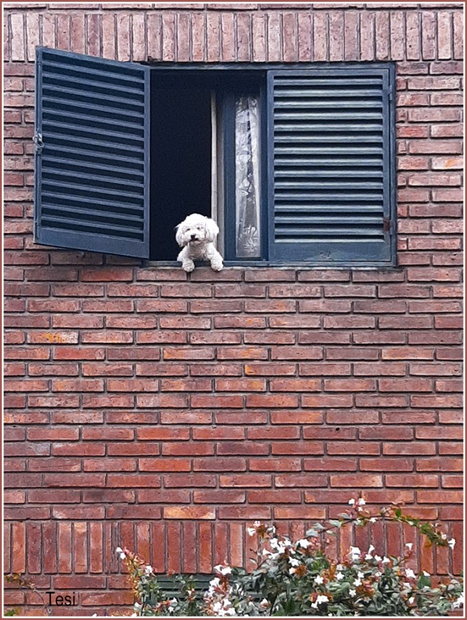 FotoRevista / Convocatoria Mensual / Mascotas