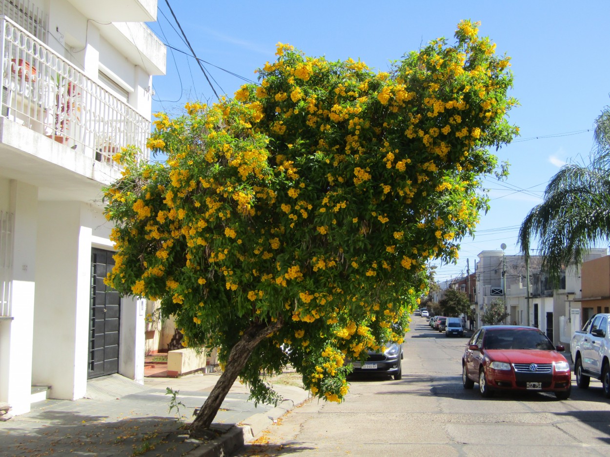 FotoRevista / Convocatoria / Bienvenida primavera de Nlida Claudina Delfin