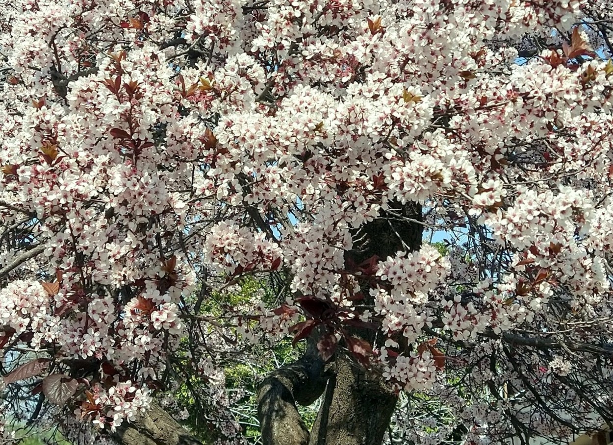 FotoRevista / Convocatoria / Bienvenida Primavera de Roberto Dunayevich