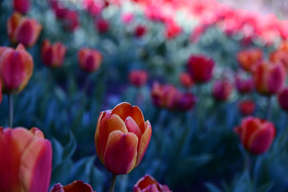 FotoRevista / Convocatoria / Tulipanes de Liliana Cordi