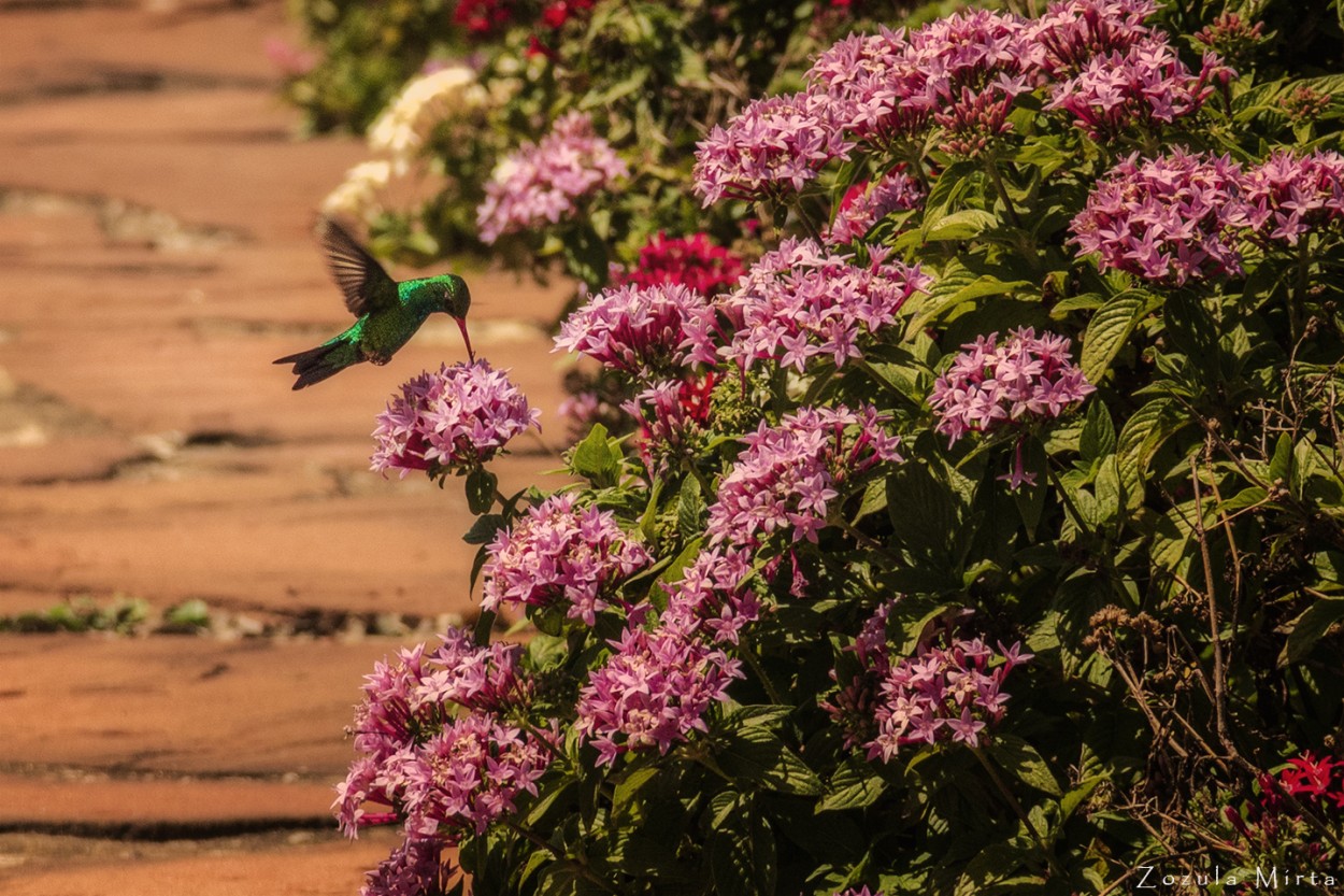 FotoRevista / Convocatoria / Pica flor de Mirta Zozula