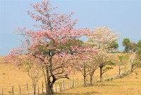 Adornando el sendero