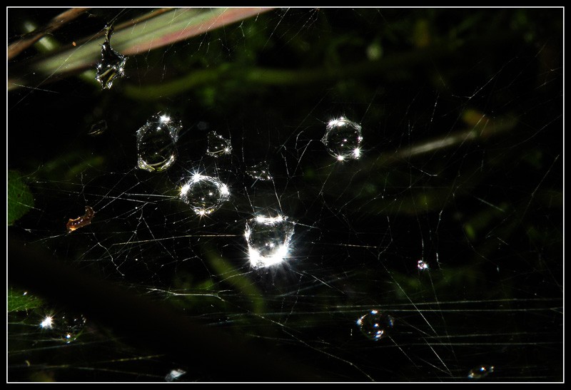 FotoRevista / Convocatoria / Gotas como cristal de Lidia Gonzalez