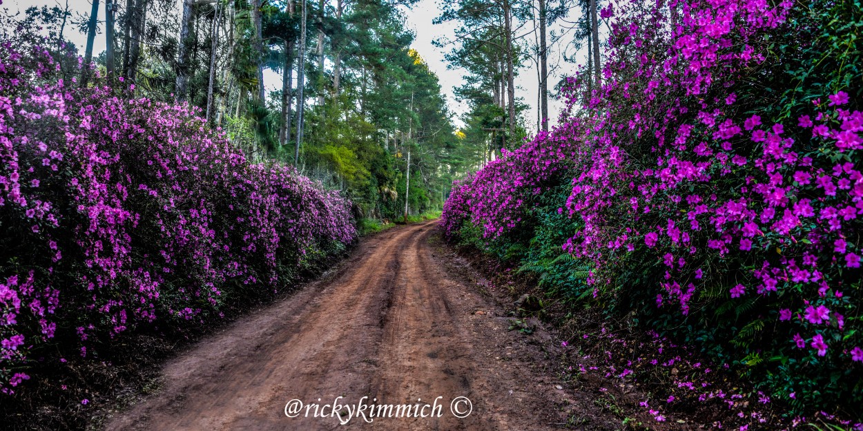 FotoRevista / Convocatoria / El Camino de las Azaleas de Ricky Kimmich