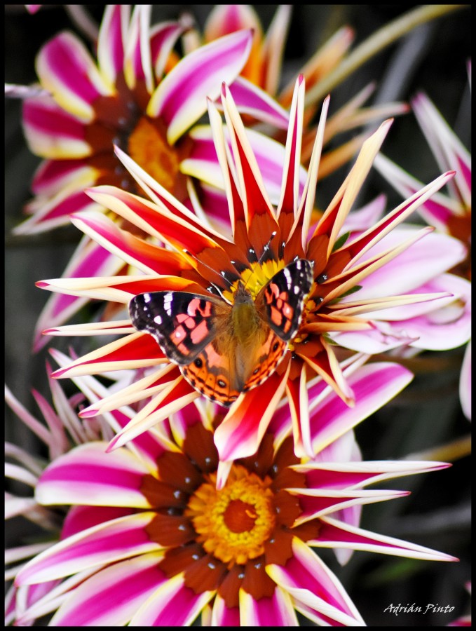 FotoRevista / Convocatoria / Primavera, explosin de Vida y Color de Adrian Pinto