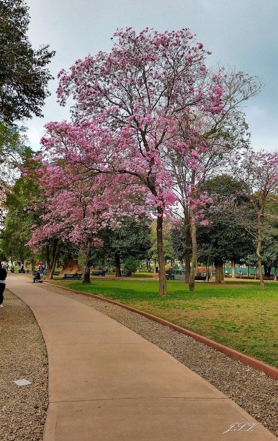 FotoRevista / Convocatoria / En el parque de Jorge Vargas