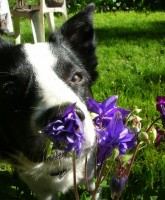 Polo y el perfume de una flor