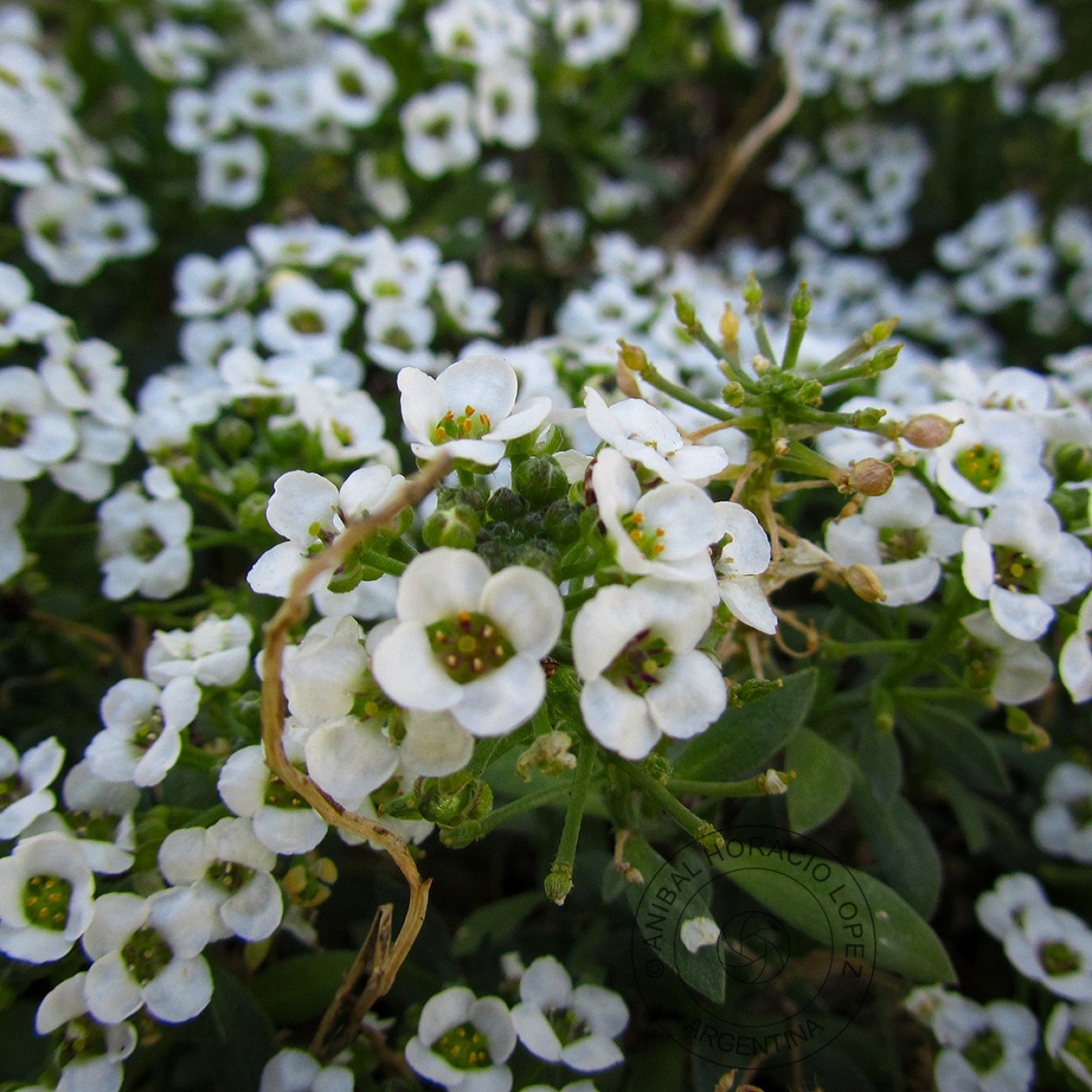 FotoRevista / Convocatoria / Alyssum de Anbal H. Lpez