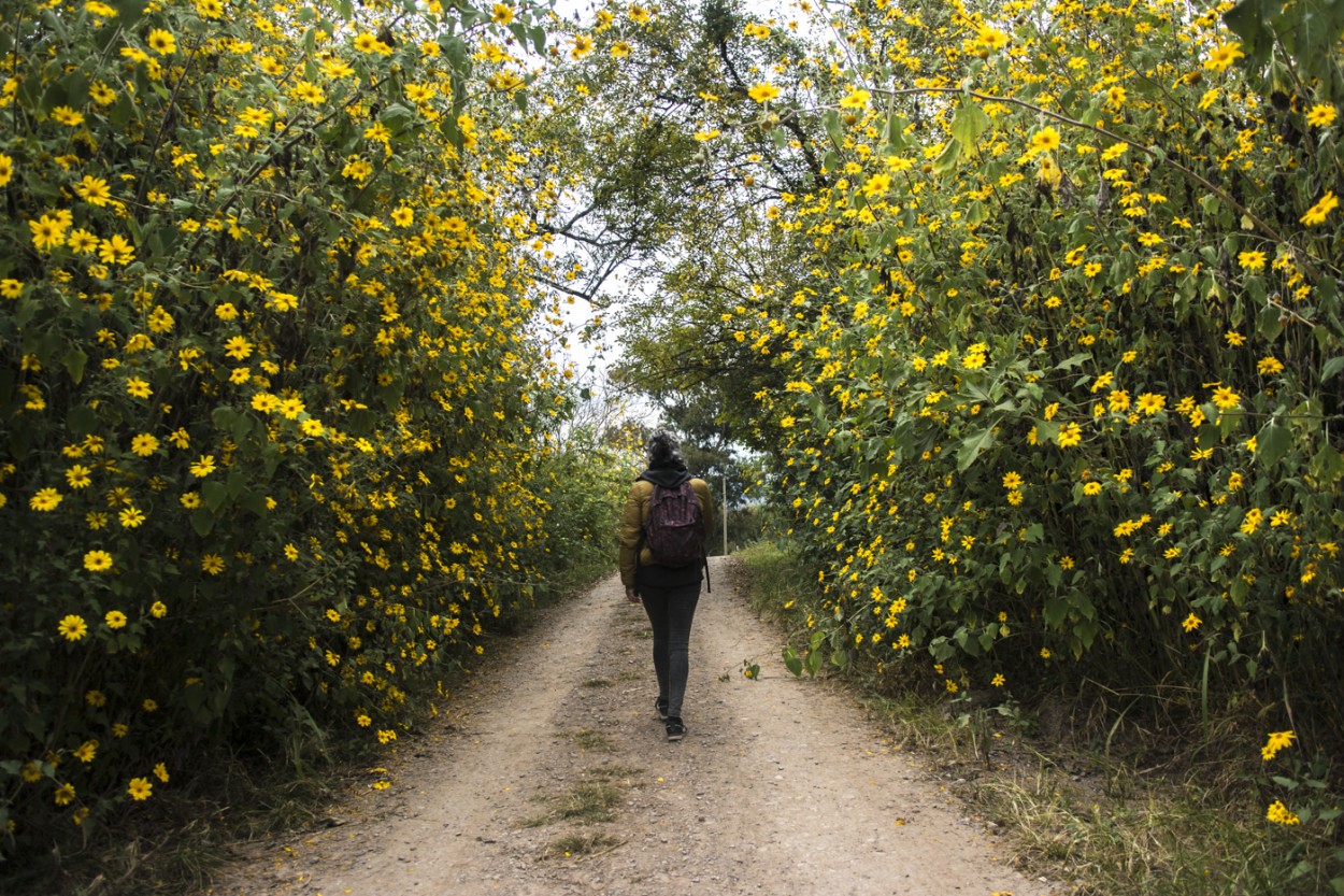 FotoRevista / Convocatoria / camino amarillo de Juan Yani Bartoszek