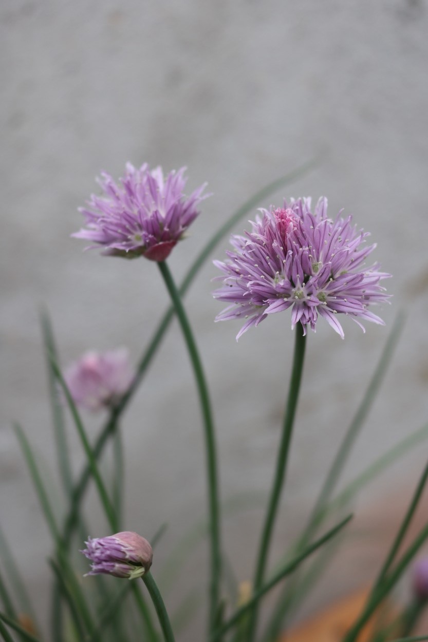 FotoRevista / Convocatoria / Flor del cebollino de Rubn Alejandro Yonzo