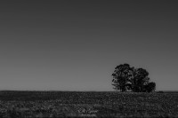 Solos en el campo