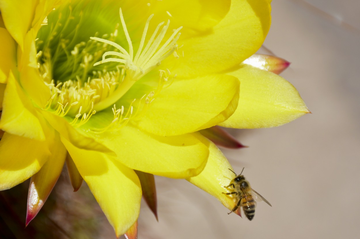 FotoRevista / Convocatoria / La abeja de Osvaldo Sergio Gagliardi